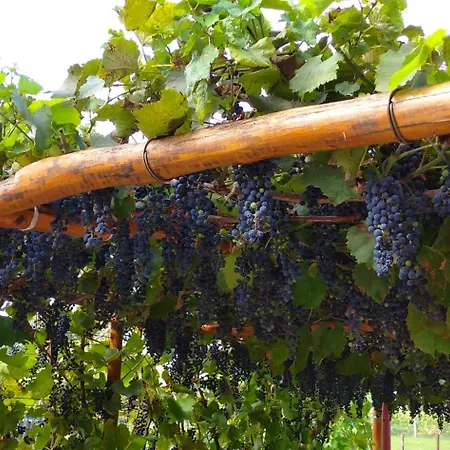 Vinny Dom - Rumcajz - Borhaz Daire Obid