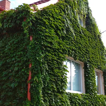 Vinny Dom - Rumcajz - Borhaz