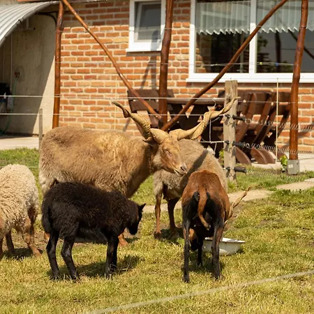 Daire Vinny Dom - Rumcajz - Borhaz Obid