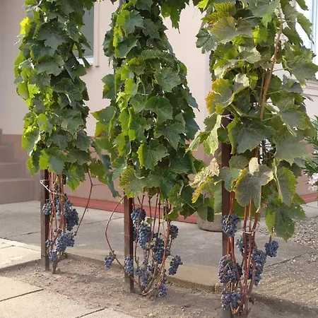 Vinny Dom - Rumcajz - Borhaz *