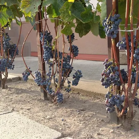 Vinny Dom - Rumcajz - Borhaz *