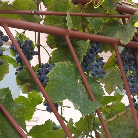 Vinny Dom - Rumcajz - Borhaz * Obid