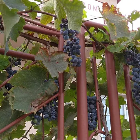 Daire Vinny Dom - Rumcajz - Borhaz *