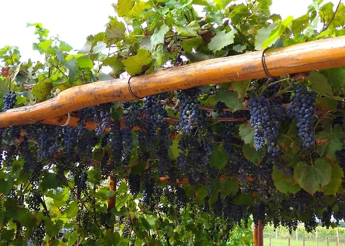 Vinny Dom - Rumcajz - Borhaz Lejlighed Obid