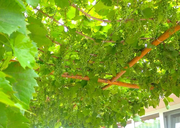 Apartament Vinny Dom - Rumcajz - Borhaz