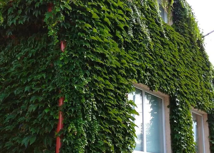 Vinny Dom - Rumcajz - Borhaz