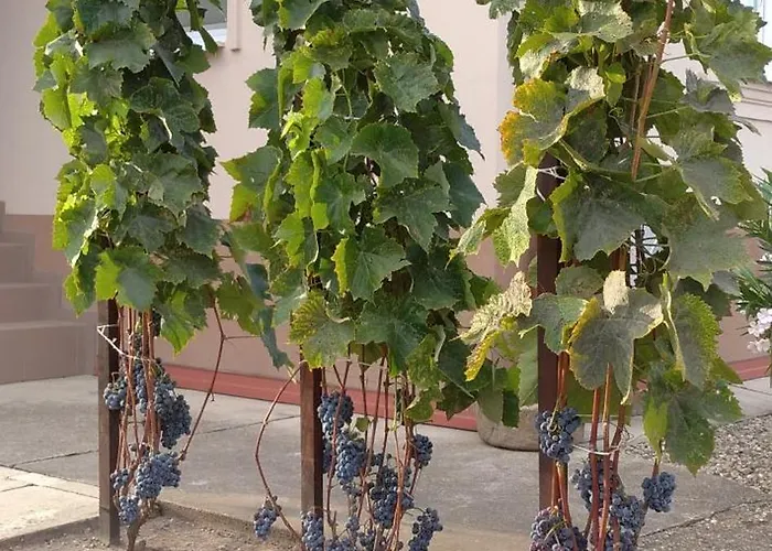 Vinny Dom - Rumcajz - Borhaz *