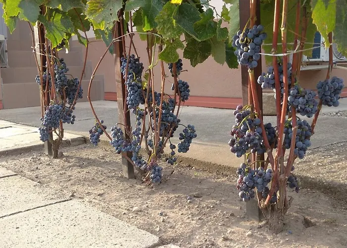 Vinny Dom - Rumcajz - Borhaz *