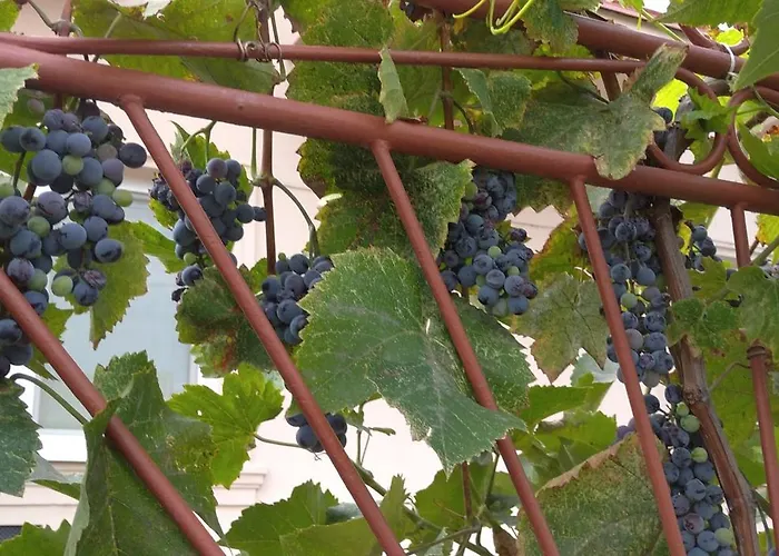 Vinny Dom - Rumcajz - Borhaz * Obid