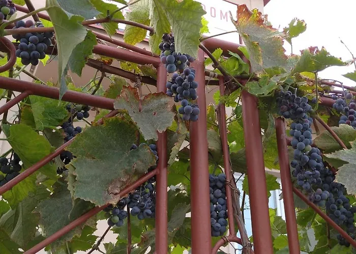 Lejlighed Vinny Dom - Rumcajz - Borhaz *